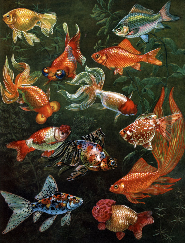  15. :   (Carassius auratus)   : 1 -  ; 2 -  ; 3 -   ; 4 -  ; 5 -  ; 6 -  ; 7 - ; 8 - ; 9 -  ; 10 - ; 11 - ; 12 - 