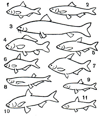  16.  (): 1 -  (Rutilus rutilus caspius); 2 -  (R. frisii); 3 -   (Barbus brachycephalus); 4 -  (Cyprinus carpio); 5 - ,   (Vimba vimba); 6 - ,   (Abramis sapa); 7 -  (A. brama); 8 -  (Pelecus cultratus); 9 -  (Chalcaburnus chalcoides); 10 -  ,   (Aspius aspius); 11 -  ,   (Leuciscus brandti)