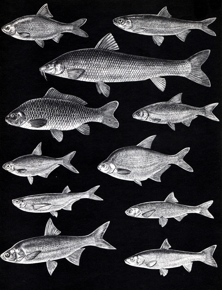  16.  (): 1 -  (Rutilus rutilus caspius); 2 -  (R. frisii); 3 -   (Barbus brachycephalus); 4 -  (Cyprinus carpio); 5 - ,   (Vimba vimba); 6 - ,   (Abramis sapa); 7 -  (A. brama); 8 -  (Pelecus cultratus); 9 -  (Chalcaburnus chalcoides); 10 -  ,   (Aspius aspius); 11 -  ,   (Leuciscus brandti)