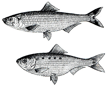 . 66. -  (Alosa caspia -  - (A. kessleri kessleri) - 