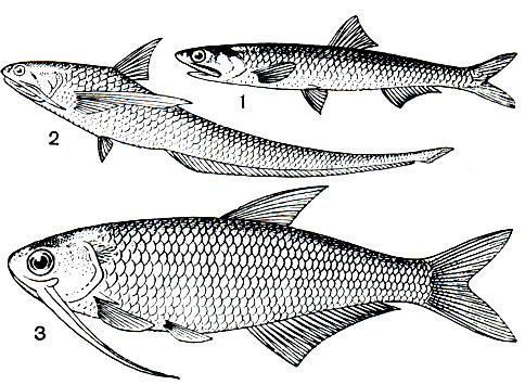 . 68.    (Engraulidae): 1 -   (Engraulis japonicus); 2 -   (Coilia mystus); 3 -  (Trissocles malabaricus)