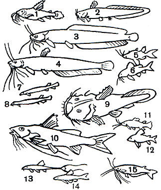  17. : 1 -  (Doras spinosissimus); 2 -   (Plotosus anguillaris); 3	-   (Clarias batrachus); 4 -   (Heteropneustes fossilis); 5 -    (Synodontis nigriventris); 6 -    (S. angelicus); 7 - - (Vandellia cirrhosa); 8 - - (Pygidium sp.); 9 -   (Chaca chaca); 10	-  (Pimelodus clarias); 11 -  (Callichthys callichthys); 12	-   (Corydoras schultzei); 13 -   (Loricaria parva); 14 -  (Otocinclus maculipinnis); 15 -    (Phpailia pellucida)