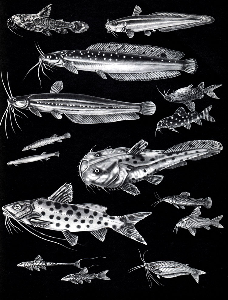  17. : 1 -  (Doras spinosissimus); 2 -   (Plotosus anguillaris); 3 -   (Clarias batrachus); 4 -   (Heteropneustes fossilis); 5 -    (Synodontis nigriventris); 6 -    (S. angelicus); 7 - - (Vandellia cirrhosa); 8 - - (Pygidium sp.); 9 -   (Chaca chaca); 10 -  (Pimelodus clarias); 11 -  (Callichthys callichthys); 12	-   (Corydoras schultzei); 13 -   (Loricaria parva); 14 -  (Otocinclus maculipinnis); 15 -    (Phpailia pellucida)