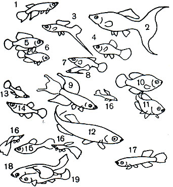  18. : 1 -   (Epiplatys chaperi); 2 -   (Mollienesia lyra); 3 -  (Xiphophorus helleri); 4 -  (X. maculatus); 5, 6 -  (Cynolebias nigripinnis),   ; 7, 8 -  '' (Phalloceros caudomaculatus); 9 -   (Aphyosemion bivittatum); 10, 11 -  (Jordanella floridae),   ; 12 -  (Fundulus heteroclitus); 13, 14 -  (Gambusia affinis),   ; 15, 16 -  (Lebistes reticulatus),   ; 17 -   (Aphyosemion ahli); 18, 19 -   (Nothobranchius guentheri),   