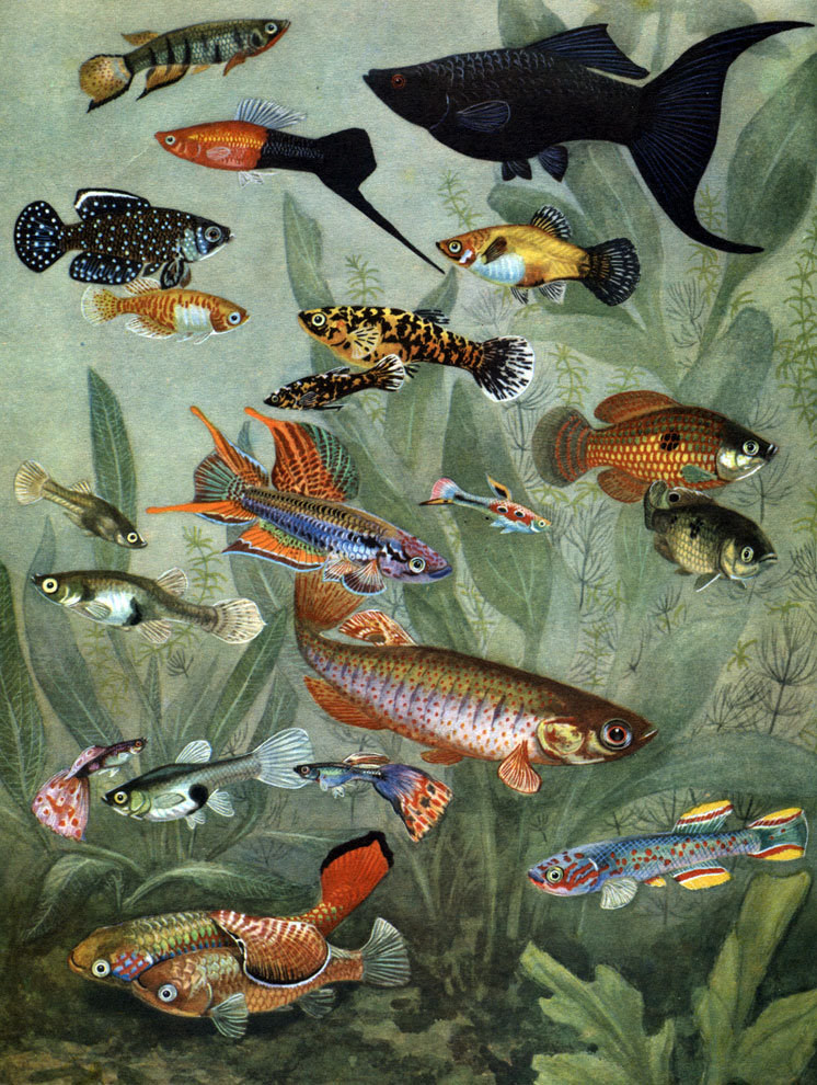  18. : 1 -   (Epiplatys chaperi); 2 -   (Mollienesia lyra); 3 -  (Xiphophorus helleri); 4 -  (X. maculatus); 5, 6 -  (Cynolebias nigripinnis),   ; 7, 8 -  '' (Phalloceros caudomaculatus); 9 -   (Aphyosemion bivittatum); 10, 11 -  (Jordanella floridae),   ; 12 -  (Fundulus heteroclitus); 13, 14 -  (Gambusia affinis),   ; 15, 16 -  (Lebistes reticulatus),   ; 17 -   (Aphyosemion ahli); 18, 19 -   (Nothobranchius guentheri),   