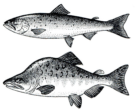 . 70.  ,   (Salmo salar),   (Oncorhynchus gorbuscha)