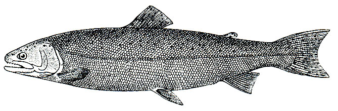 . 73.   (Salmo gairdneri)