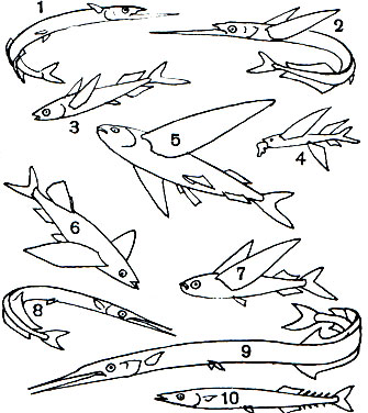  19. : 1 -   (Hyporhamphus sajori); 2 -   (Euleptorhamphus longbrostris); 3	-   (Oxyporhamphus micropterus); 4 -    Cheilopogon pinnatibarbatus,   ; 5 -  ,  ; 6 -    (Fodiator acutus); 7 -    (Exocoetus volitans); 8 -   (Belone belone); 9 -   (Ablennes hians); 10 -  (Cololabis saira)