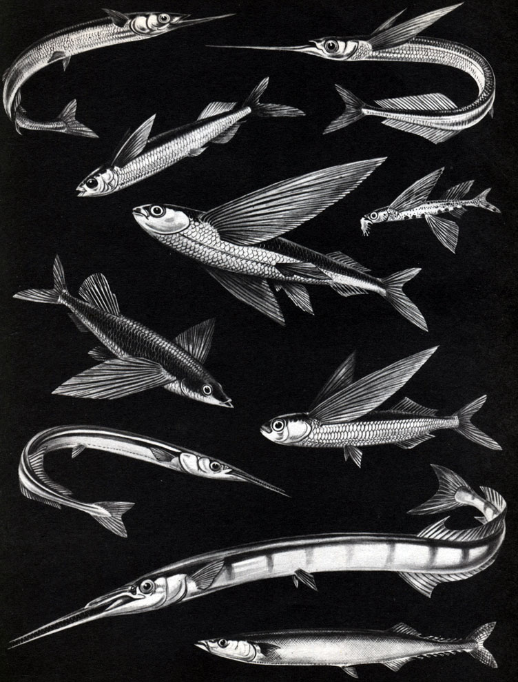  19. : 1 -   (Hyporhamphus sajori); 2 -   (Euleptorhamphus longbrostris); 3	-   (Oxyporhamphus micropterus); 4 -    Cheilopogon pinnatibarbatus,   ; 5 -  ,  ; 6 -    (Fodiator acutus); 7 -    (Exocoetus volitans); 8 -   (Belone belone); 9 -   (Ablennes hians); 10 -  (Cololabis saira)