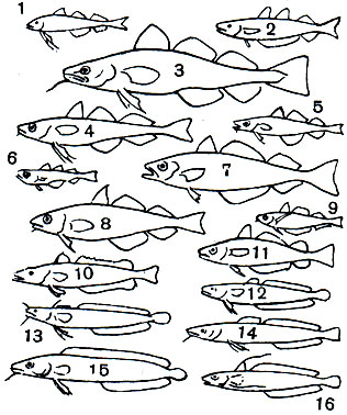  20. : 1 - ,    (Boreogadus saida); 2 -  (Micromesistius poutassou); 3 -  (Gadus morhua); 4 -  (Theragra chalcogramma); 5 -   (Eleginus navaga); 6 - ,    (Gadiculus argenteus); 7 -  (Pollachius virens); 8 -  (Melanogrammus aeglefinus); 9 -   (Trisopterus esmarki); 10 -   (Merluccius merluccius); 11 -  (Odontogadus merlangus); 12 -  (Lota lota); 13 -   (Gaidropsarus mediterraneus); 14 -   (Molva molva); 15 -  (Brosme brosme); 16 -    (Urophycis chuss)