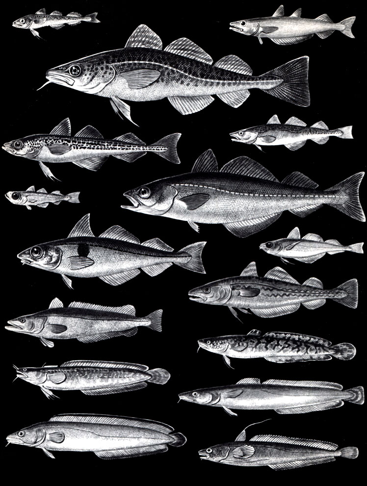  20. : 1 - ,    (Boreogadus saida); 2 -  (Micromesistius poutassou); 3 -  (Gadus morhua); 4 -  (Theragra chalcogramma); 5 -   (Eleginus navaga); 6 - ,    (Gadiculus argenteus); 7 -  (Pollachius virens); 8 -  (Melanogrammus aeglefinus); 9 -   (Trisopterus esmarki); 10 -   (Merluccius merluccius); 11 -  (Odontogadus merlangus); 12 -  (Lota lota); 13 -   (Gaidropsarus mediterraneus); 14 -   (Molva molva); 15 -  (Brosme brosme); 16 -    (Urophycis chuss)