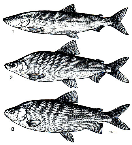. 76.   : 1 -  (Stenodus leucichthys nelma); 2 -  (Coregonus muksun); 3 - ,   (Coregonus nasus)