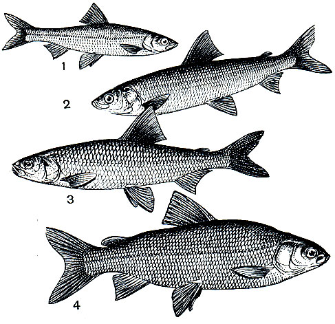 . 77.   : 1 -   (Coregonus albula); 2 -  (Coregonus autumnalis); 3 -   (Coregonus ussuriensis); 4 -  (Coregonus lavaretus pidschian)