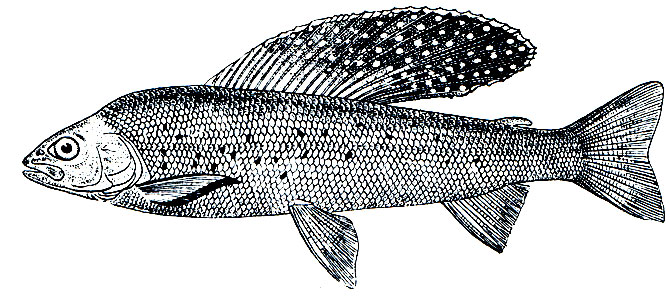 . 78.   (Thymallus signifer)
