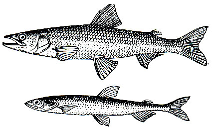 . 79. ,  ,  (Osmerus eperlanus dentex) -      -  (. eperlanus- eperlanus, m. spirinchus) - 
