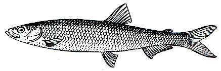 . 80.   (Hypomesus olidus)