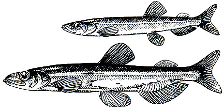 . 81.  (Mallotus villosus).  ( )  