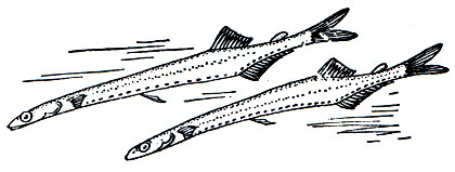 . 81.  (Salangichthys microdon)