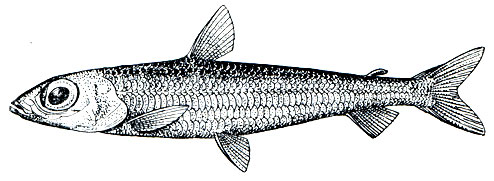 . 82.   (Argentina silus)