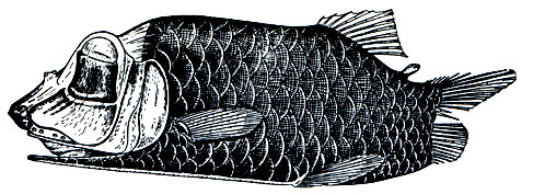 . 83.  (Opisthoproctus soleatus)