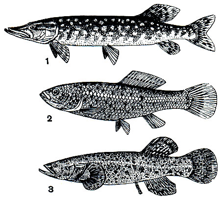 . 84.  : 1 -   (Esox lucius); 2 - ,    (Umbra krameri); 3 - ,    (Dallia pectoralis)
