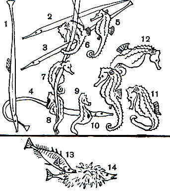  23.  , , : 1-4 -   (Syngnathus sp.); 5-12 -  ( Hippocampus sp.); 13, 14 -   (Gasterosteus aculeatus),   
