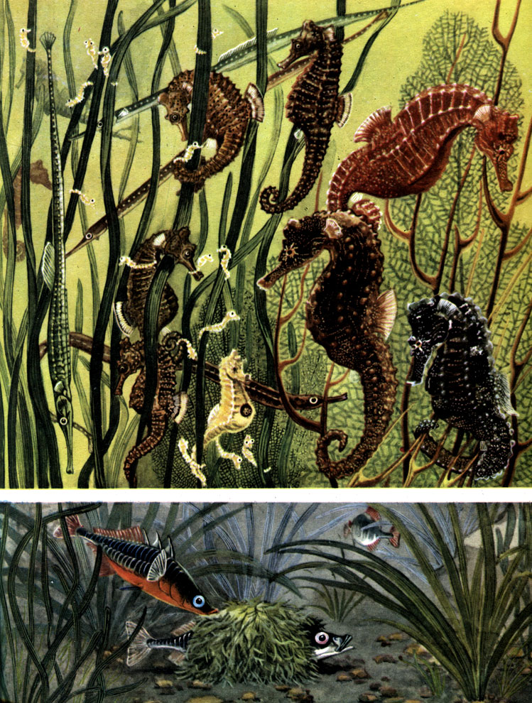  23.  , , : 1-4 -   (Syngnathus sp.); 5-12 -  ( Hippocampus sp.); 13, 14 -   (Gasterosteus aculeatus),   
