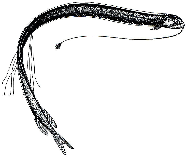 . 88.  (Macrostomias longibarbatus)