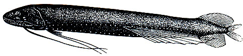 . 89.   (Bathophilus ater)