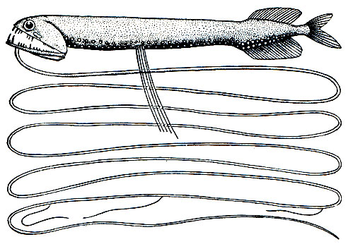 . 90.  (Ultimostomias mirabilis)