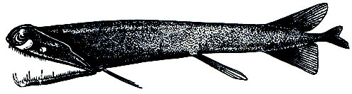 . 91.  (Malacosteus indicus)