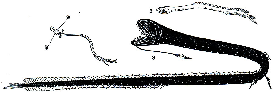 . 92.  (Idiacanthus fasciola): 1 - , 2 - , 3 - 
