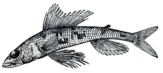 . 93.  (Aulopus nanae)