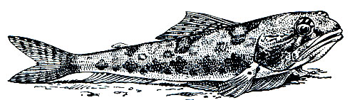 . 94.   (Trachinocephalus myops)