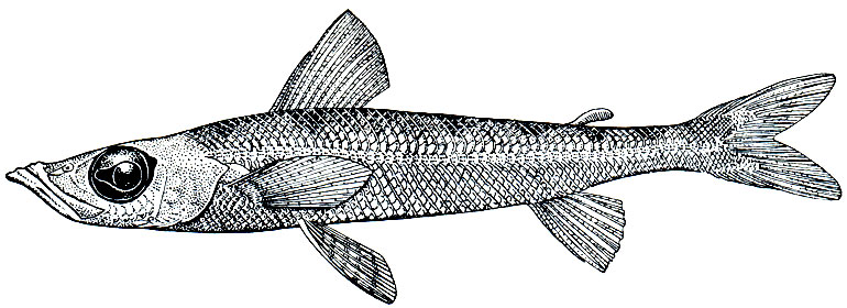 . 95.   (Chlorophthalmus brasiliensis)