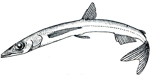 . 96.  (Scopelosaurus lepidus)