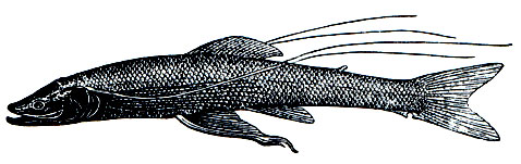 . 97.  (Bathypterois atricolor)