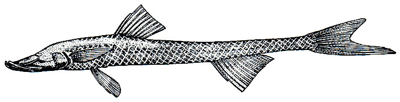 . 98.  (Ipnops murrayi)