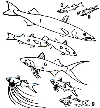  24.   : 1 -   (Sphyraena barracuda); 2 -   (Atherina pontica); 3 - - (Iso natalensis); 4 -  (Mugil cephalus); 5 -   (Ellochelon vaigiensis); 6 - - (Polydactylus indicus); 7	-   (Polynemus quinquarius); 8 -   (P. Plebeius); 9	-   (Galeoides polydactylus)