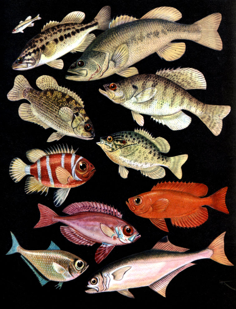  25. , , : 1, 2, 3 -  (Micropterus salmoides); 4 -  (Ambloplites rupestris); 5 - ,   (Pomoxis annularis); 6	 -   (Lepomis gibbosus); 7 -  (Pristigenys niphonia); 8 -  (Priacanthus arenatus); 9 -   (P. macracanthus); 10	-   (Pempheris schomburgki); 11 -  (Leptobrama milleri)