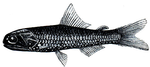 . 99.  (Diaphus liitkeni)