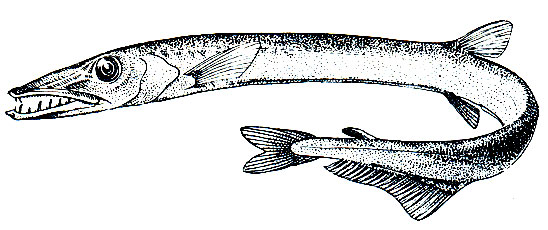 . 100.  (Lestidiops mirabilis)
