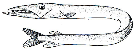 . 101.  (Anotopterus pharao)