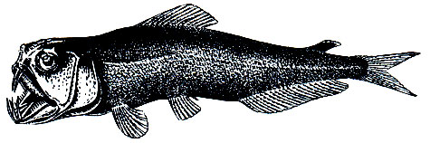 . 104.  (Odontostomus atratus)