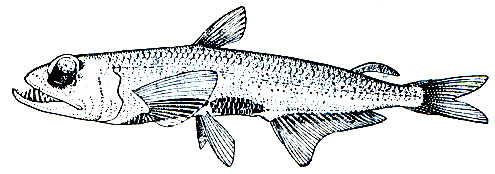 . 105.  (Scopelarchus candelops)