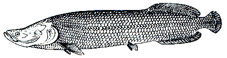 . 108.   (Arapaima gigas)