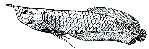 . 109.   (Osteoglossum bicirrhosum)