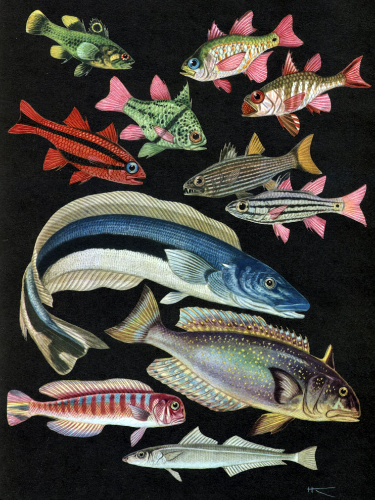 26. , , , : 1 -   (Apogonichtys ocellatus); 2 -  ,   (Sphaeramia orbicularis); 3 -   (Archamia mozambiquensis); 4 -   (Apogon nigripes); 5 -   (A. semiurnatus); 6 -   (Cheilodipterus lineatus); 7 -   (Ch. quinquelineata); 8 -   (Malacanthus latovittatus); 9 -  (Lopholatilus chamaeleonticeps); 10 -   (Branchiostegus japonicus); 11 -  (Sillago parusquamis)