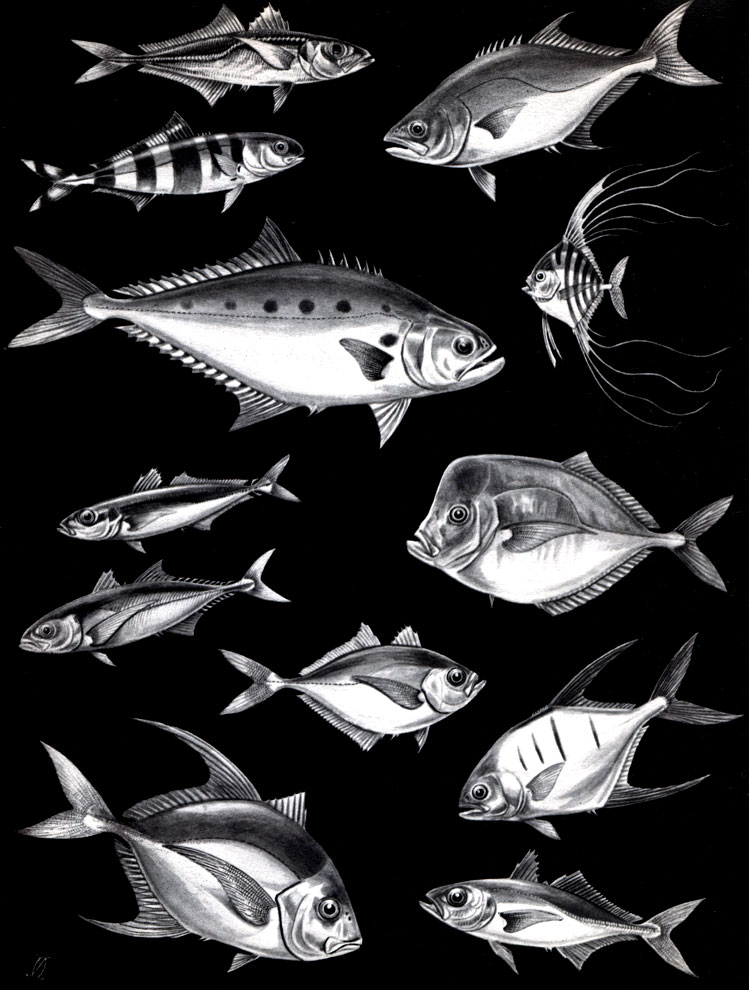  27. : 1 -   (Trachurus trachurus); 2 -  (Naucrates ductor); 3 -   (Lichia amia); 4 -   (Chorinemus lysan); 5 -   (Alectis ciliaris); 6 -   (Decapterus quinquarius); 7 -  (Vomer setapinnis); 8 -  (Megalaspis cordyla); 9 - ,   (Chloroscombrus chrisurus); 10 - ,    (Trachinotus glaucus); 11 -  (Caranx hippos); 12 -  ,   (Selar crumenophthalmus)