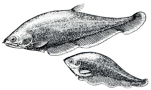 . 111. :  - ,   (Notopterus chitala);  - ,    (Xenomystus nigri)